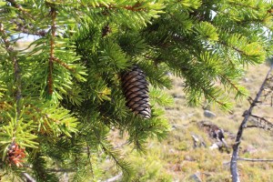 Picea abies (1) (1200 x 800).jpg_product_product_product_product